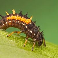 Harlequin Ladybird Larva 1 